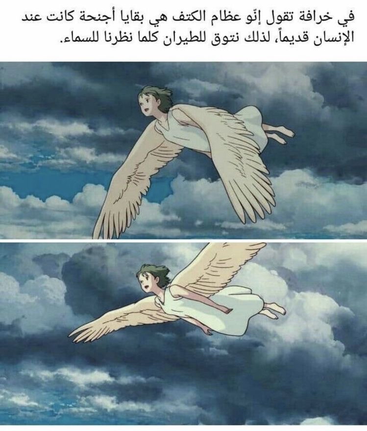 كتف الإنسان ..